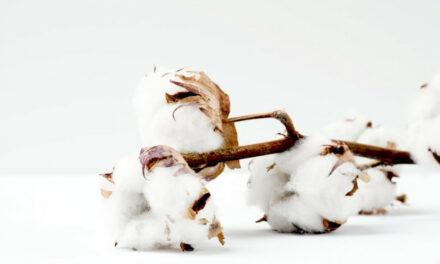 Is Giza Cotton Good for Diabetics?