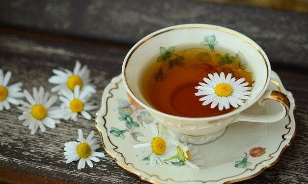 Is Wild Chamomile Flowers Good for Diabetes and High Blood Pressure?