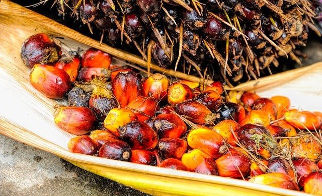 Palm Oil and Diabetes – Is Palm Oil Good for Diabetics?