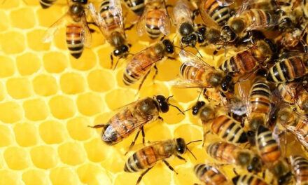 Raw Honey and Diabetes – Is Raw Honey Good for Diabetics?
