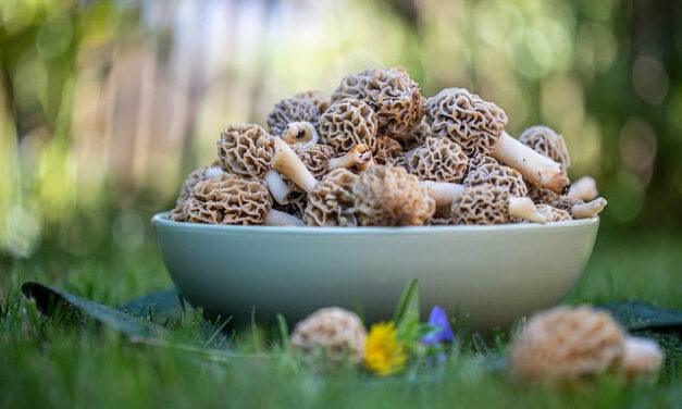 Morel Mushrooms Health Benefits