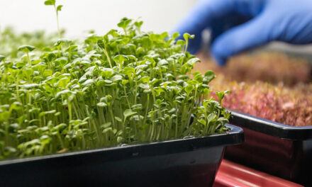 Microgreens And Diabetes – Are Microgreens Good for Diabetics?