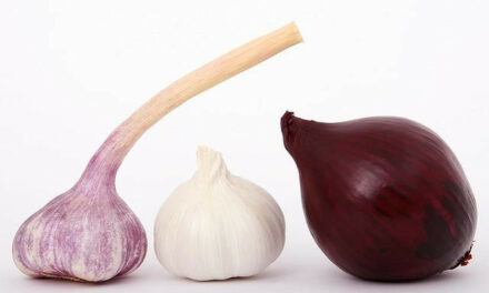 Purple Garlic vs. White Garlic – What’s The Difference in Purple Garlic Health Benefits?